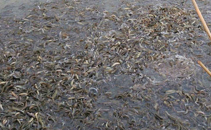 水產(chǎn)養(yǎng)殖