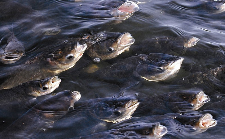 魚(yú)塘缺氧 魚(yú)塘缺氧