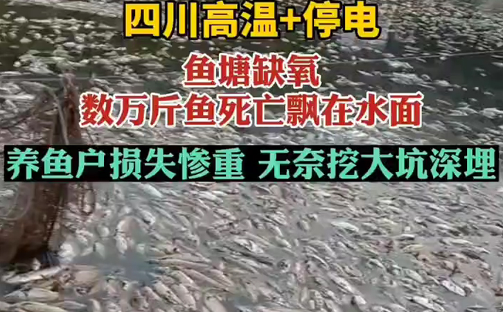 高溫天氣停電缺氧造成萬(wàn)斤魚(yú)死亡